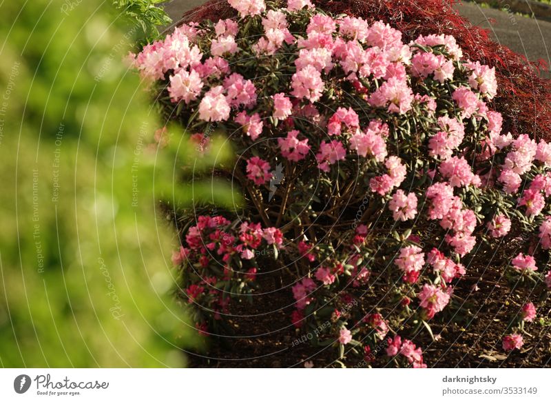 Rhododendron shrub in a garden Rhododendrom flourishing Frphling red Bright red light red Garden green Bright green blurred Blur bokeh Pink bleed Nature