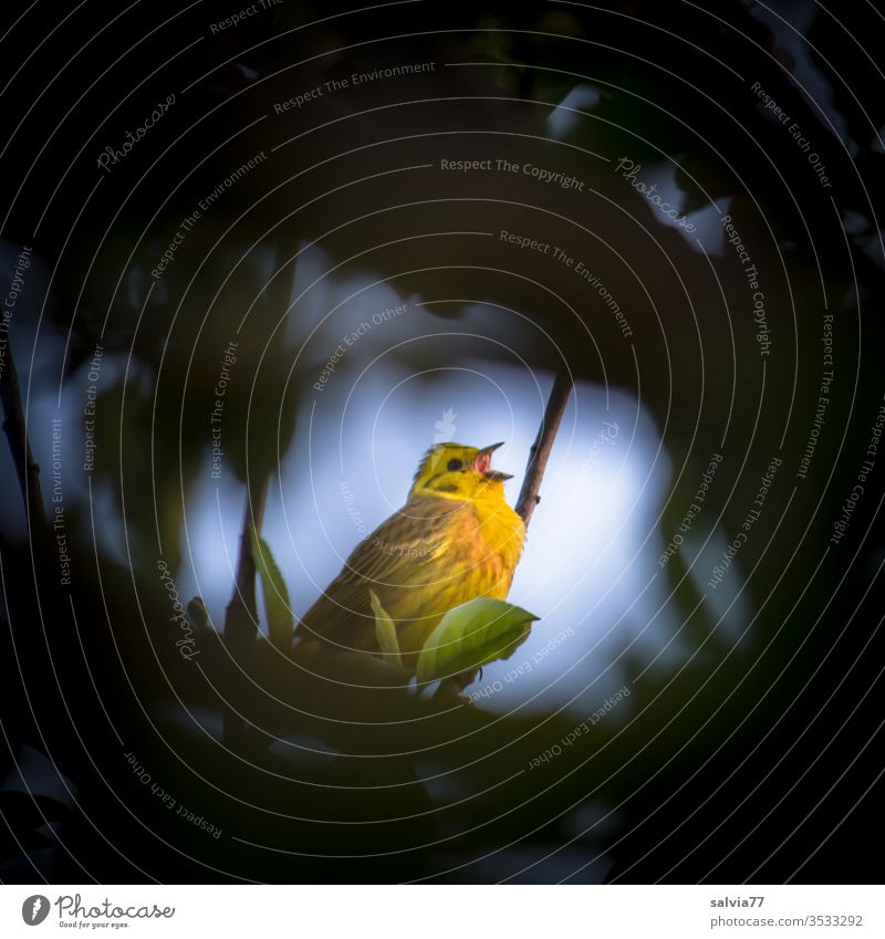 ray of hope | singing Golden Bunting Nature birds Sing Chirping songbird Yellowhammer Ornithology Singing Animal 1 Exterior shot Bright spot Contrast Lovely