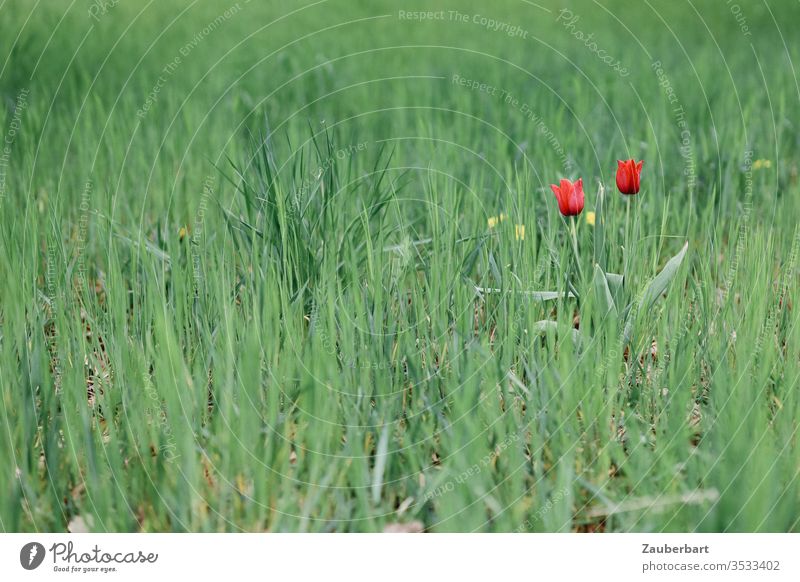 Two red tulips stand in the green grass Tulip Red Grass Meadow flowers spring Plant Nature accent