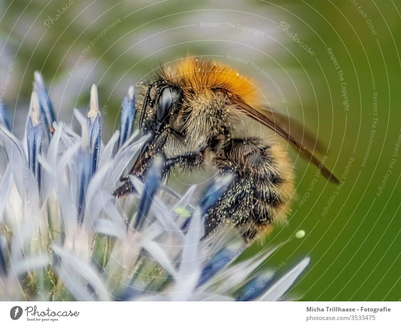 Bee on a flower Honey bee Apis mellifera Head Eyes Feeler Grand piano Legs Tiny hair flowers bleed Insect Sprinkle pollination Nectar Pollen amass Useful Small