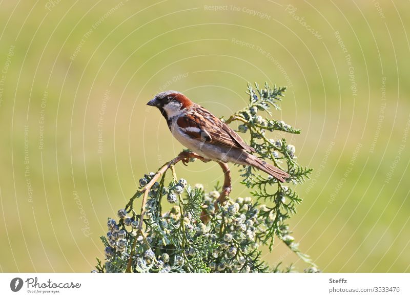 A small sparrow sits on a branch and observes the surroundings Sparrow House sparrow Bird native bird songbird Wild bird Domestic Attentive Cute