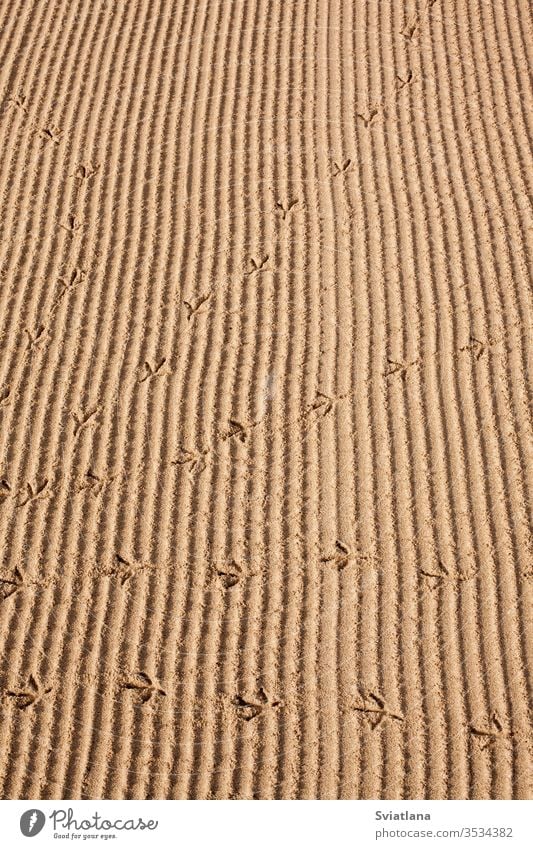 Bird tracks in the sand on the beach car trace empty bird coast tire wheel road truck land imprint background nature abstract auto brown sandy shape straight
