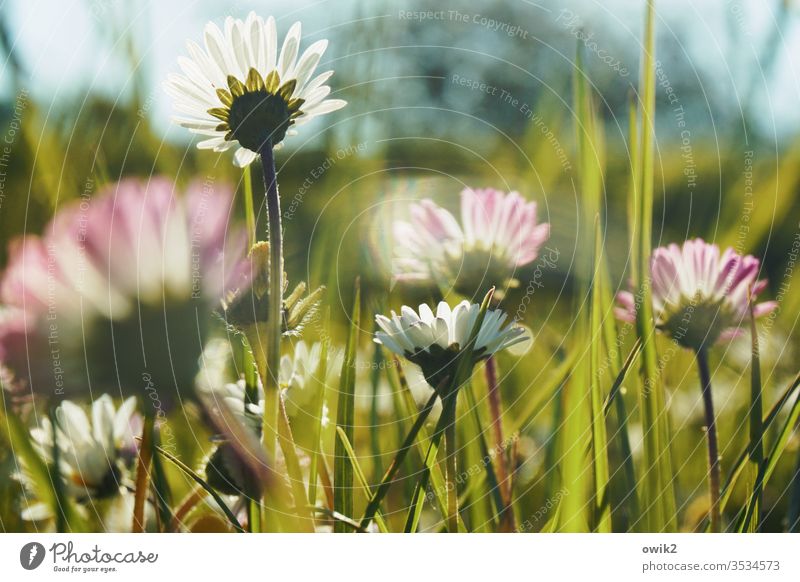 Monthly revenue Daisy Meadow Flower meadow bleed flowers Idyll stalks little flowers spring Grass green Nature White Close-up Plant Colour photo