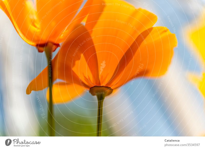A Monday in an orange mood Poppy blossom Flower Plant Blossom Blossoming withering Spring Garden Meadow Nature Growth Environment Orange Green Blue