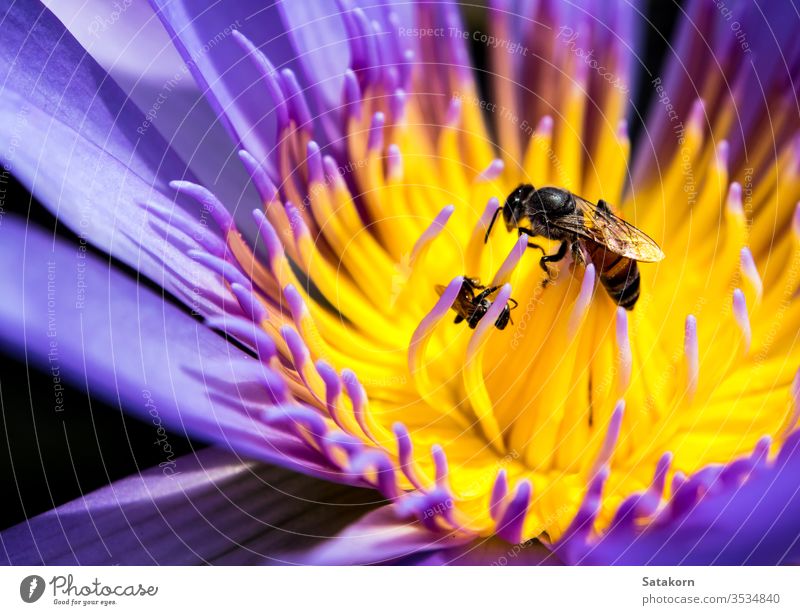 Bee in the blue petal and yellow pollen of water Lily lily white aquatic tropical flower asian animal bee cute fly honey insect nature macro wing working