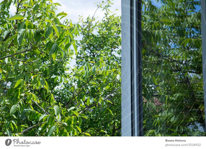 Summertime: lush green in front of an open window Sky tree Field Exterior shot bush shrubby leaves Day Environment Blue bushes Window Window pane Window frame