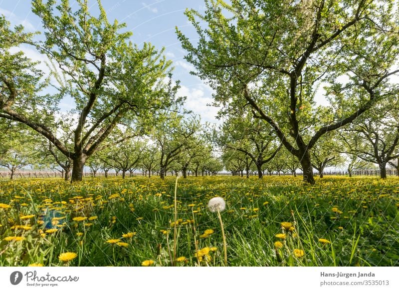 Fruit orchard in the setting sun with flowering dandelion Yellow plum apples lowen tooth Sunset flowers fruit acre tree Plantation leaves Meadow Grass Evening
