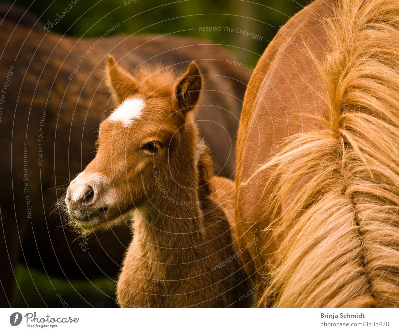 A very cute and curious small chestnut foal of an Icelandic horse with a white blaze near it`s mother into the world animal Bangs baby horse brown pelt caress