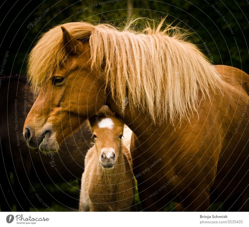 A very cute and curious small chestnut foal of an Icelandic horse with a white blaze, looks under it`s mothers neck into the world animal Bangs baby horse brown