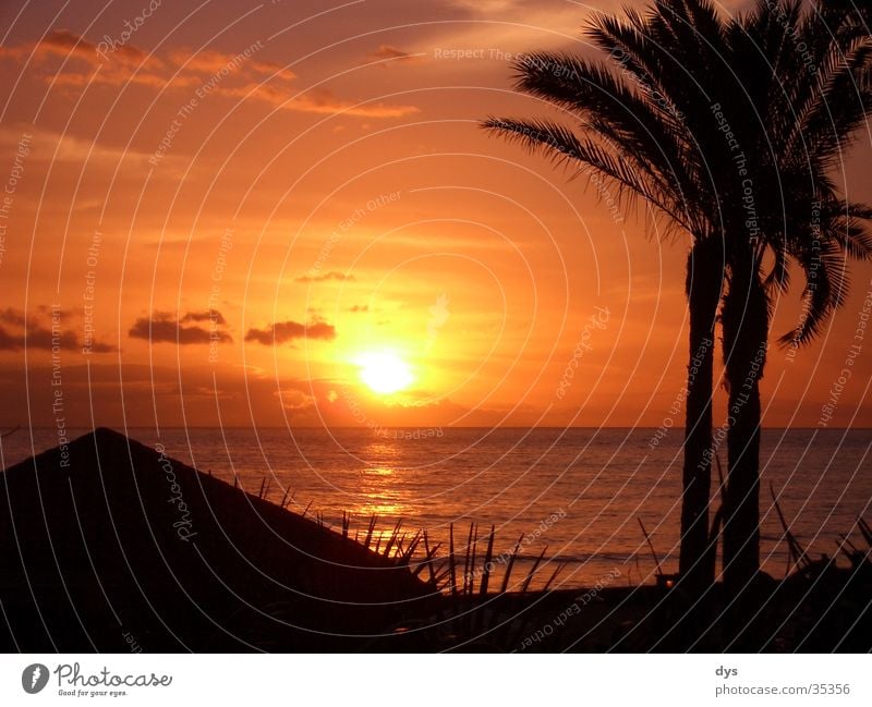 A perfect sunset Sun Sunset Spain Palm tree Water Ocean Atlantic Ocean Pacific Ocean Clouds Sky Red Orange Passion Black Island Vacation & Travel