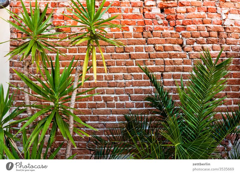 Backyard with palm trees Wall (barrier) Wall (building) Building stone Seam Border Fire wall Palm tree exoticism Plant Pot plant tub plant Orangerie Summer