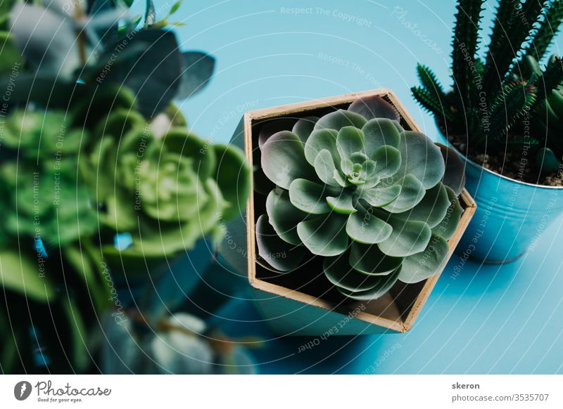 decorative elements for the living room interior: eco-friendly wooden vase for plastic succulent, iron bucket for cactus on a colored paper background. Environmental protection. The concept of ecology
