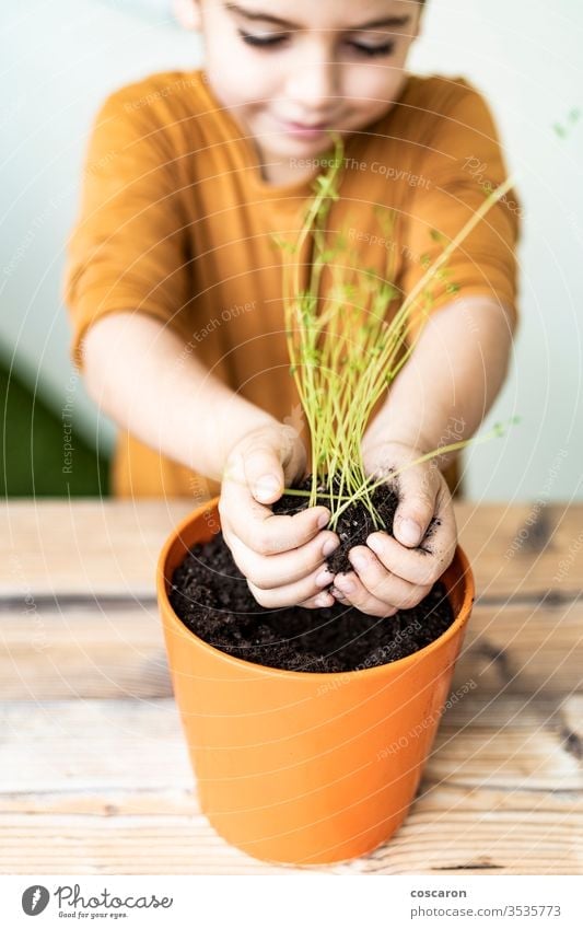 Little kid planting a lentils plant on a pot agricultural agriculture care caucasian child childhood confinement cultivate cultivated cultivation dirty domestic