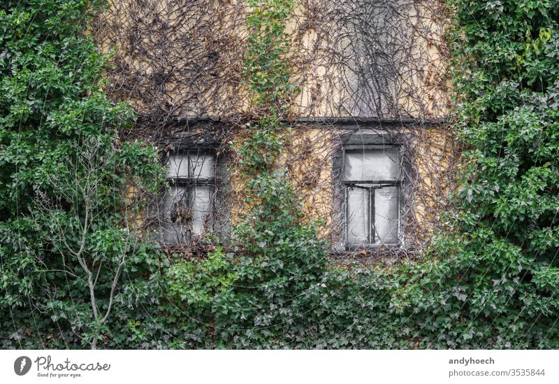Two old box windows and a overgrown facade abandoned ancient apartment architecture Background broken building building exterior built structure concept