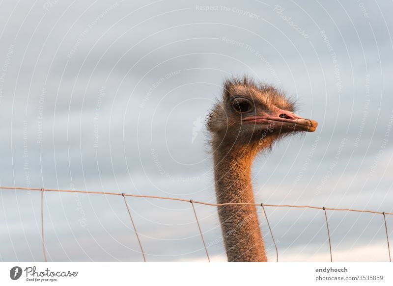 An african ostrich looks over the fence animal Background beak big bill bird brown camelus captivity close up closeup eye face farm fauna fear feather glimpse