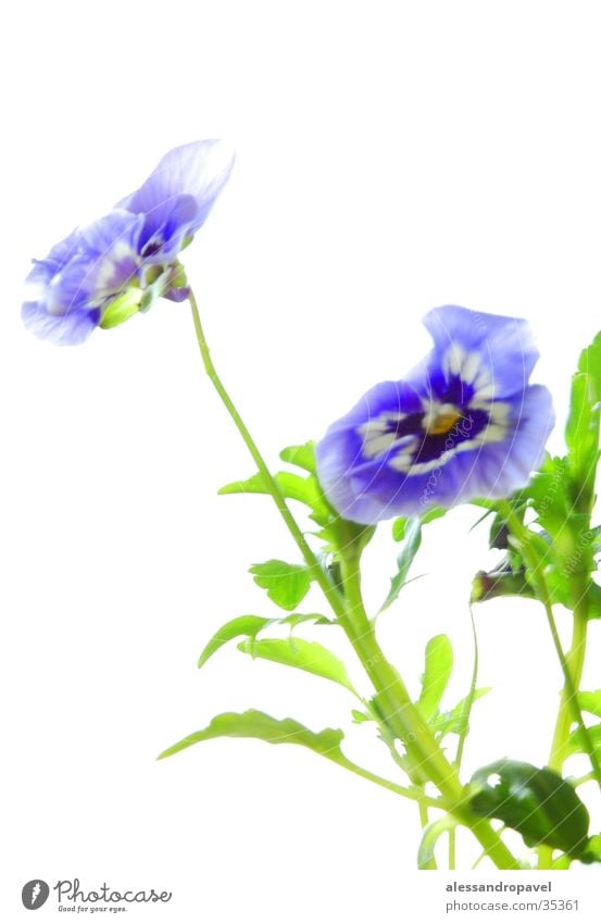 flower blue manual recording