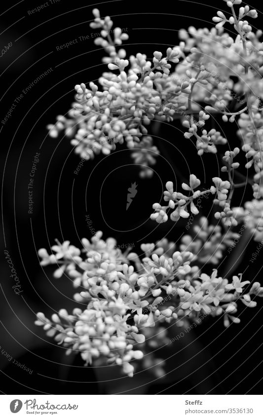 Elderflower black and white elder elderberry blossoms Sambucus differently Medicinal plant flowering twig June Fragrance heyday Wild plant white flowers Bud