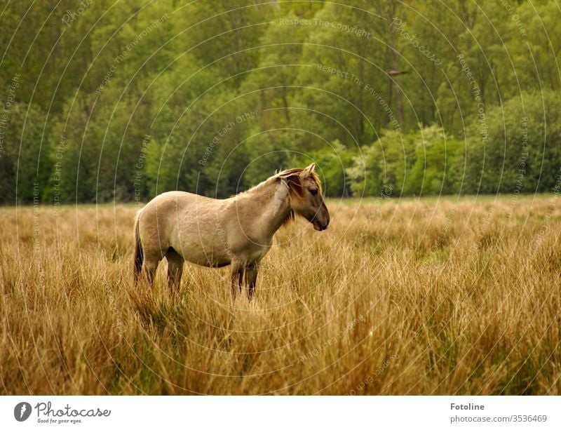 A Konik wild horse stands in the high grass in the Ilkerbruch nature reserve Horse Animal Exterior shot 1 Colour photo Day Deserted Nature Farm animal Brown