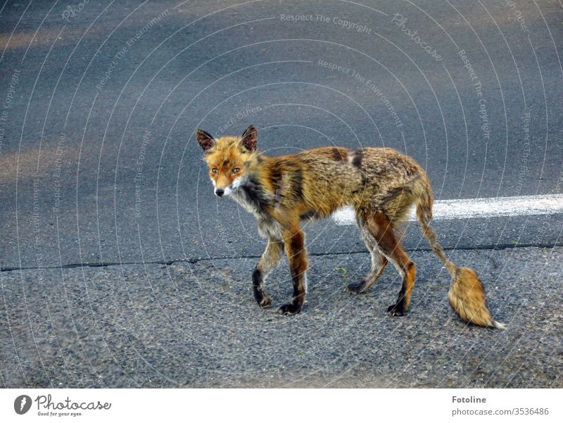 Reineke Fuchs - or the encounter with an injured and very battered looking fox walking along a road. Fox Animal Exterior shot Colour photo Wild animal 1