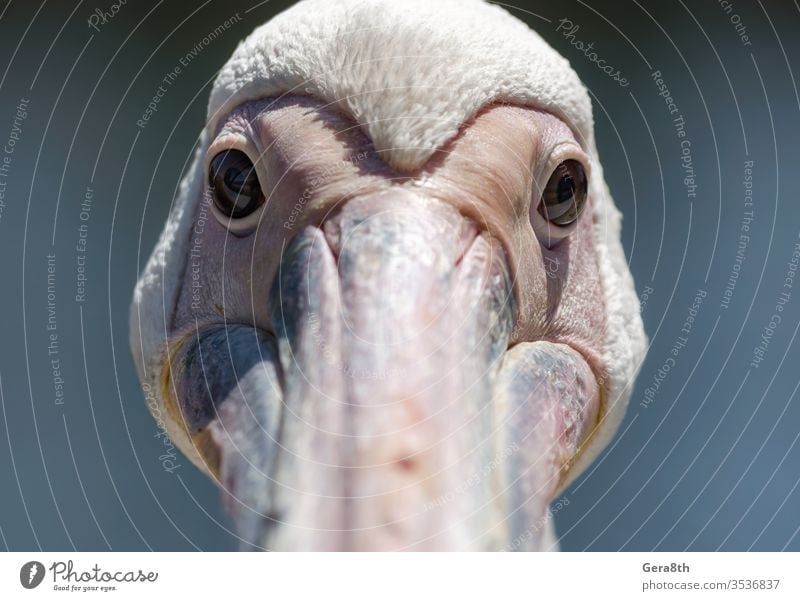 portrait of a large white pelican close up animal beach beak big bird blue clear clear water coast color day detailed exotic eye feathers flood fresh water head