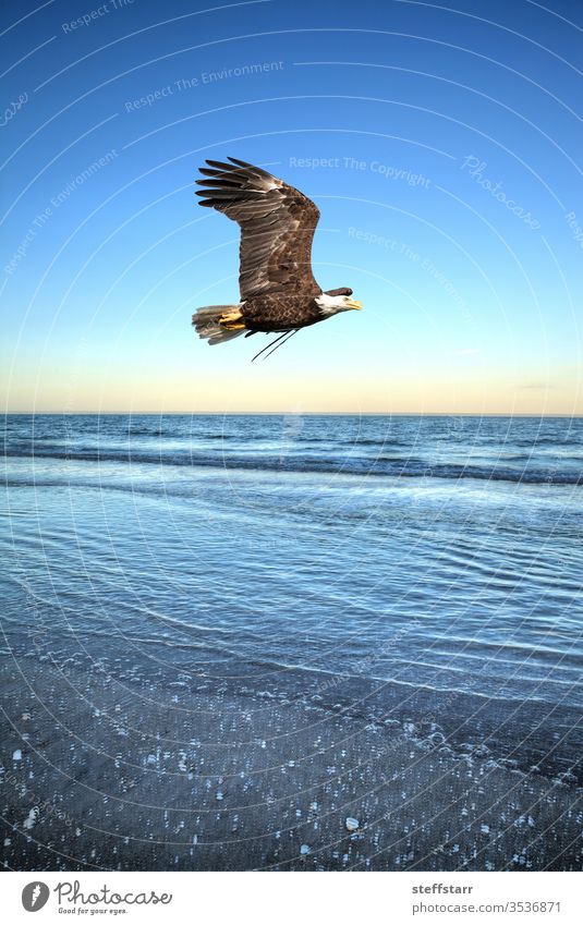 Bald eagle bird of prey Haliaeetus leucocephalus flies over the ocean fly flying wings wings spread coast coastal coastline beach water Marco Island Florida