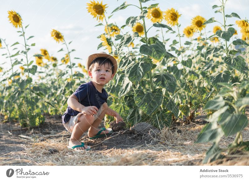 Happy little boy in green field cheerful sunflower excited nature carefree hat child joy childhood glad positive countryside freedom lifestyle adorable cute