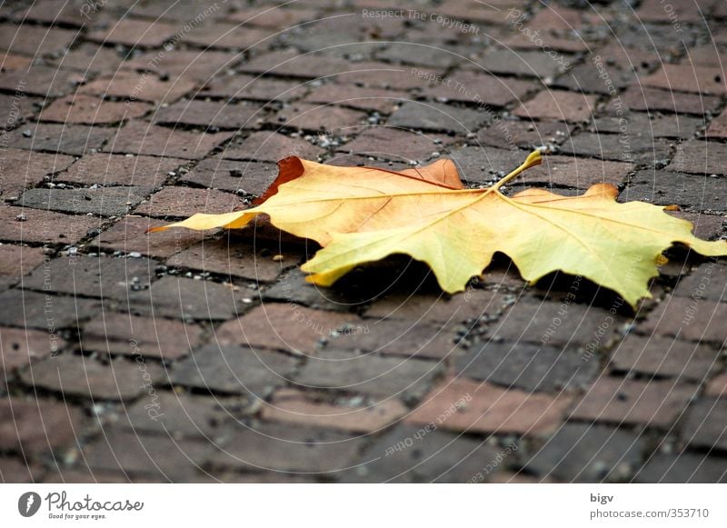 leaf Plant Tree Leaf Street Stone Gloomy Colour photo Exterior shot Deserted Copy Space top Copy Space bottom Shallow depth of field