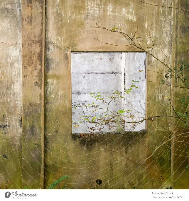 Shabby door of old building wall abandoned desolate stone shabby aged open tree weathered house entrance structure plant grunge rough street construction nobody