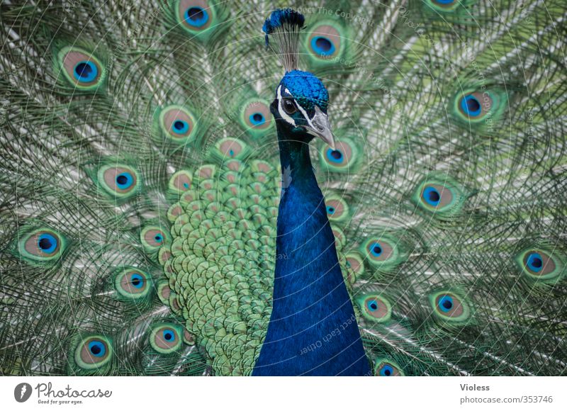 V Animal face Zoo Peacock Peacock feather Pheasant family Rutting season Esthetic Kitsch Blue Spring fever Love feather crown Feather iridescent eyes