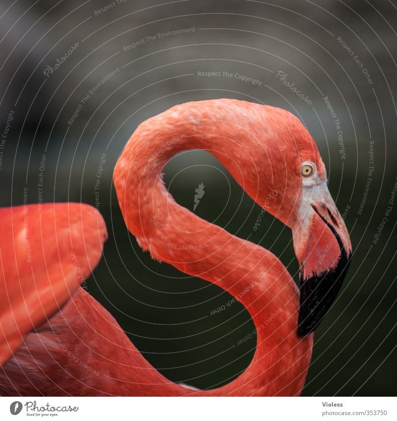 flamingo Animal - a Royalty Free Stock Photo from Photocase