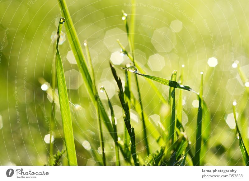 morning dew Nature Water Drops of water Summer Grass Blade of grass Meadow Fresh Wet Green Dew Sunrise Colour photo Exterior shot Close-up