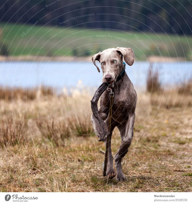Weimaraner puppy playing on a meadow by the lake Puppy Dog Pet Animal young dog Water pretty Hound portrait Purebred Hunting Forest Grass youthful joyfully