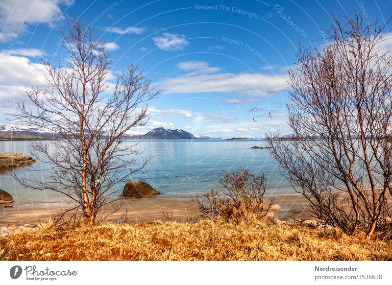 Spring by the fjord Island Coast Beach Lofotes Ocean Water Fjord foundling Rock huts birches Grass archipelago Norway ocean Moody stones Scene Vantage point