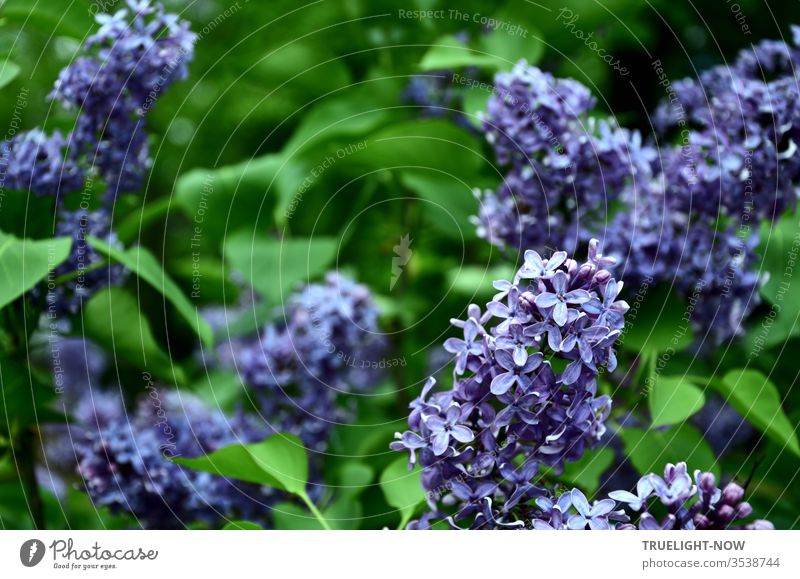Some lilac umbels in full bloom from close up and surrounded by its green leaves Violet bleed Near May Garden spring Nature Shallow depth of field Plant shrub