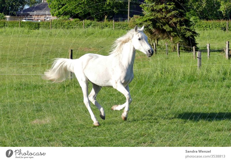 Galloping horse Gray (horse) Horse Arabien paddock horse box Bangs more lippizant gallop Equestrian sports