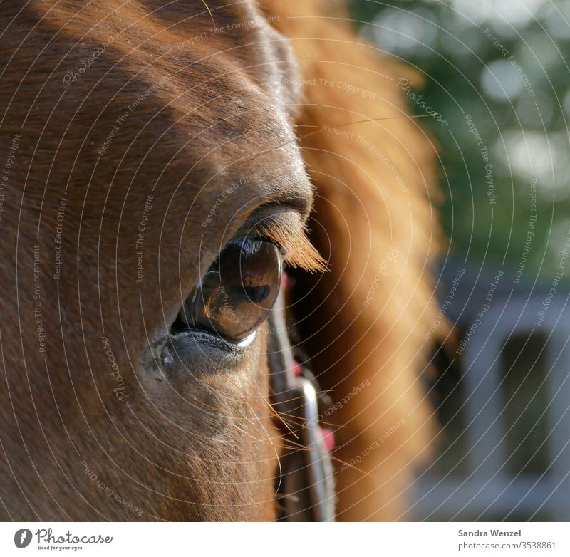 The horse's eye Horse Eyes Close-up Animal Pupil
