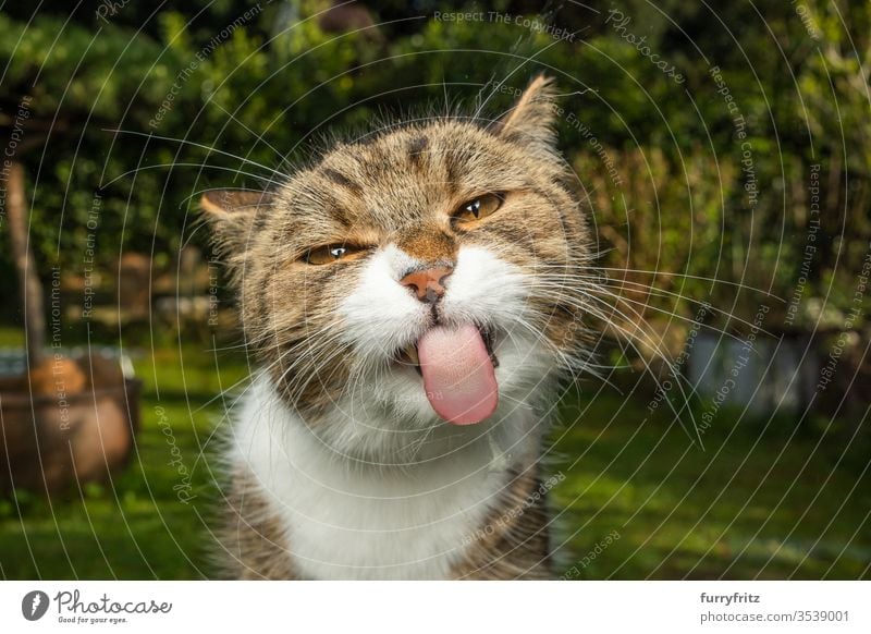funny portrait of a cheeky cat, who sticks out his tongue Cat pets One animal Outdoors green Nature Botany plants White purebred cat British Shorthair tabby