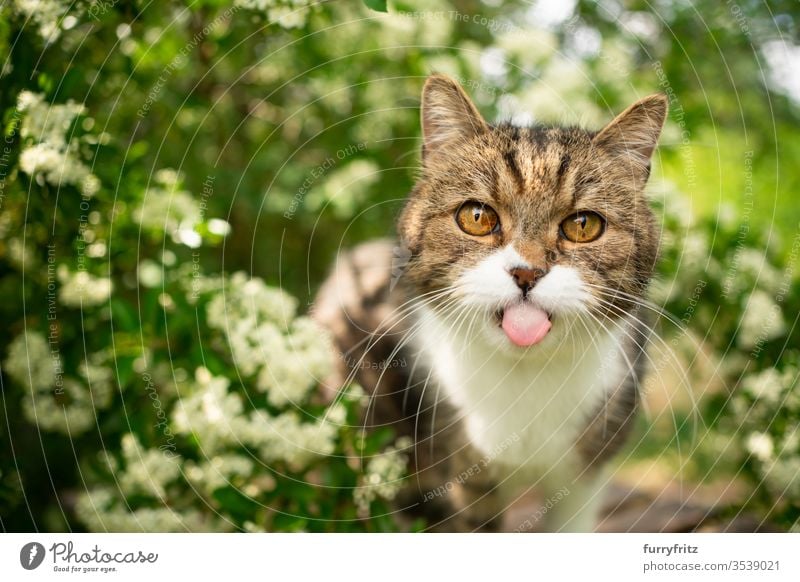 cheeky cat in the green with outstretched tongue Cat pets One animal Outdoors Nature Botany plants heyday Flowering plant bleed Box joint White purebred cat
