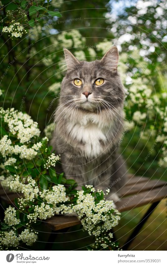 Portrait of a Maine Coon cat sitting on a wooden table outside under a flowering tree with white flowers in spring Cat pets One animal Outdoors green Nature