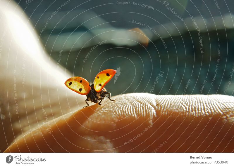 ...and departure! Arm Hand Ladybird 1 Animal Touch Flying Sit Free Cute Brown Red Spring fever Freedom Nature Escape Departure Back-light Close-up Colour photo