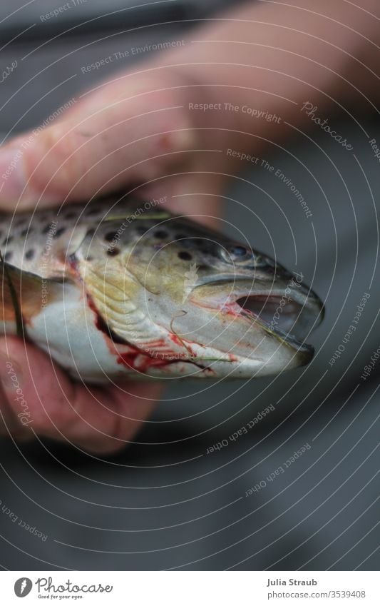 freshly-angled trout Trout Dead animal dead Fresh Fish blossom butcher stop gill hands points Air