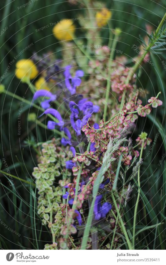 Bouquet of wild flowers lies in the grass pick flowers Flower meadow buttercup Wild plant Sage blossom Grass green purple Yellow Pink grasses already