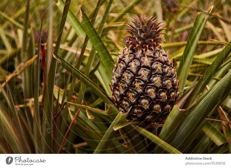 Tropical pineapple growing on tree tropical bush growth el hierro canary islands green cultivation agriculture fresh plant plantation nature fruit exotic summer