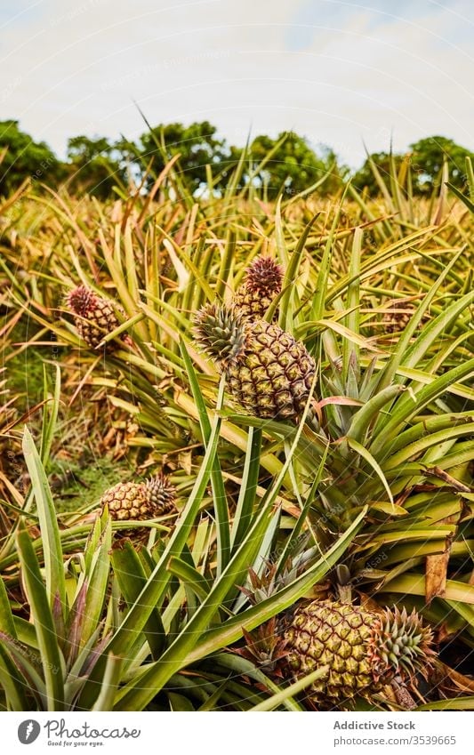 Tropical pineapples growing on tree tropical bush growth el hierro canary islands green cultivation agriculture fresh plant plantation nature fruit exotic