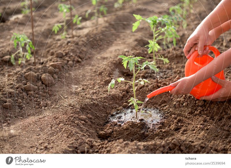 Mother and child watering new tomato plant selective details bush glasshouse close-up seeding seasonal monoculture dirt freshness natural sunlight production
