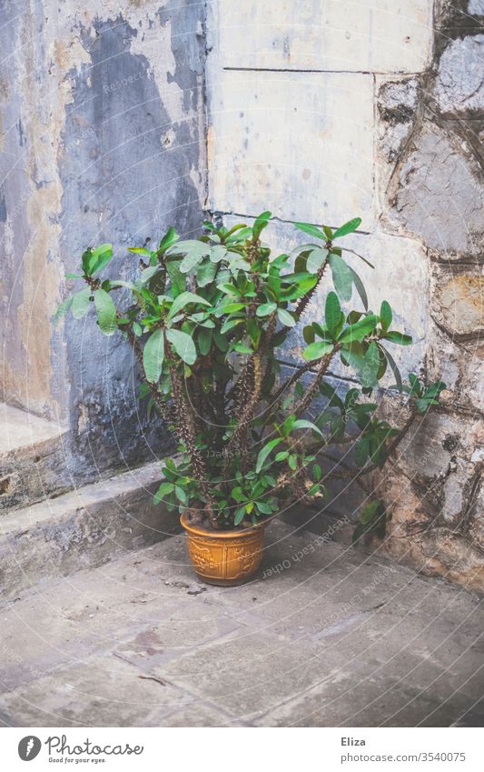 An exotic plant in a yellow flower pot outside a house wall Plant Pot plant Exotic Flowerpot Yellow House (Residential Structure) Deserted Foliage plant
