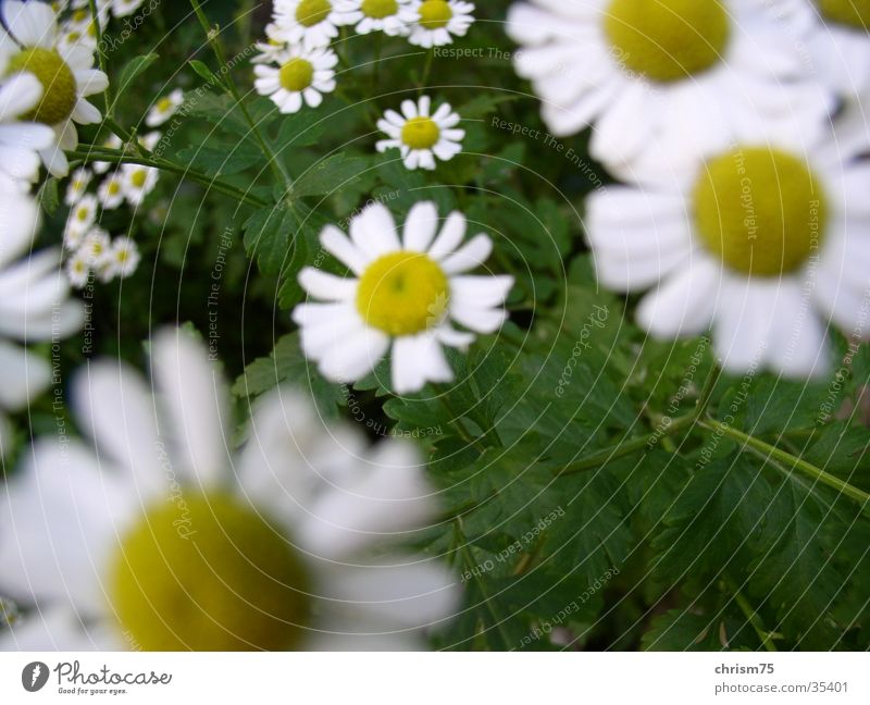 daisies Daisy Depth of field Hippie Plant Nature Detail