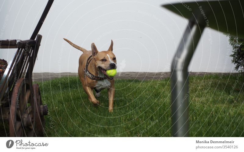 Bring the ball Dog Pet Animal Animal portrait Animal face Cute Love of animals Exterior shot Colour photo Day Ball life as a dog Funny Animal photography