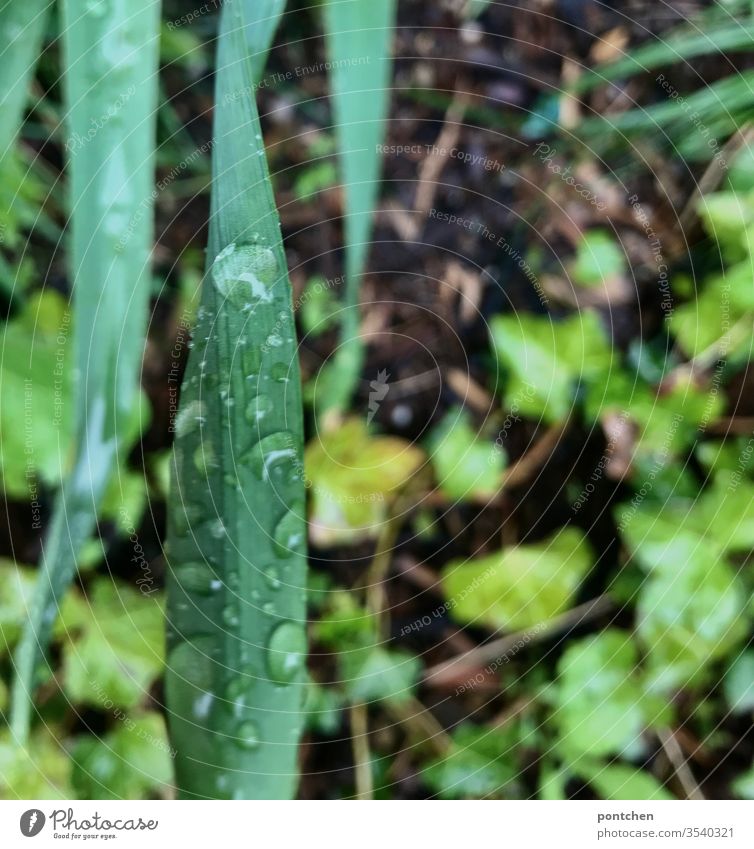 Rainy weather. Nature.  Drops of water from the rain on an elongated green leaf raindrops flaked Plant Wet plants Earth Garden Exterior shot