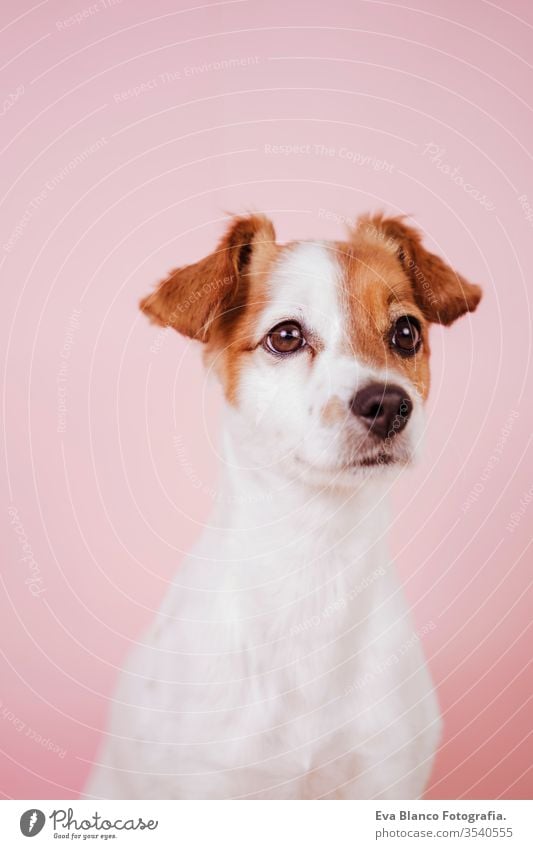 portrait of cute jack russell over pink background. Colorful, spring or summer concept dog pet beautiful small white puppy purebred room 1 terrier canine